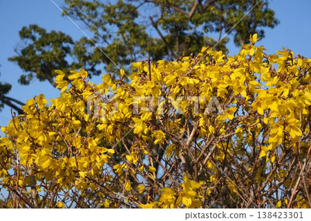 The yellow flowers of the forsythia. 138423301