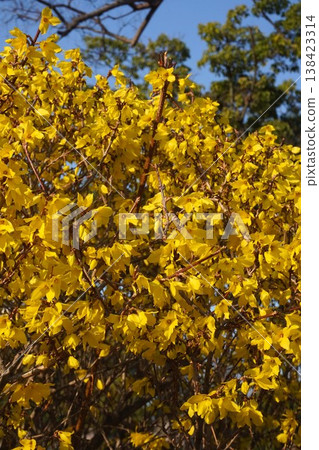 The yellow flowers of the forsythia. The yellow flowers of the forsythia. 138423314
