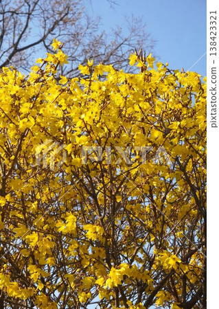 The yellow flowers of the forsythia. The yellow flowers of the forsythia. 138423321