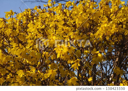 The yellow flowers of the forsythia. The yellow flowers of the forsythia. 138423330