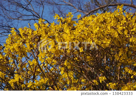 The yellow flowers of the forsythia. The yellow flowers of the forsythia. 138423333