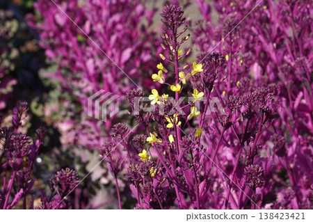 觀賞甘藍花 - 2026年3月 觀賞甘藍花 - 2026年3月 138423421