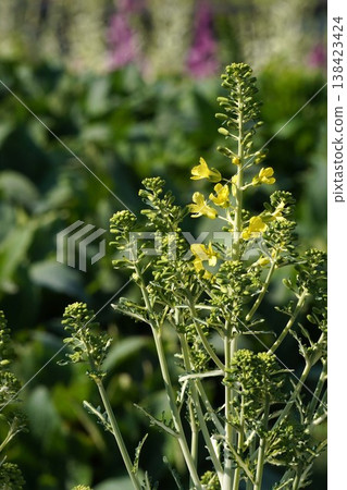 Ornamental cabbage flowers - March 2026 Ornamental cabbage flowers - March 2026 138423424