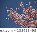 藍天白雲，兩枝櫻花盛開。 138423498