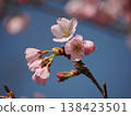藍天與一朵櫻花 138423501