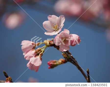 藍天與一朵櫻花 藍天與一朵櫻花 138423501