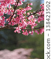 櫻花在綠樹和櫻花的襯托下盛開。 138423502