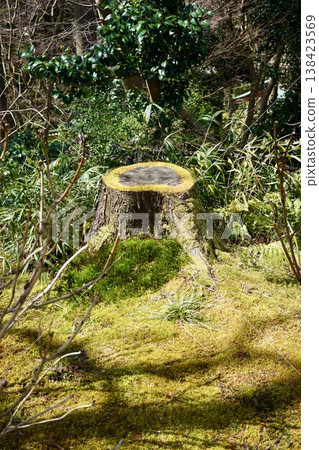 長滿青苔的樹樁 長滿青苔的樹樁 138423569