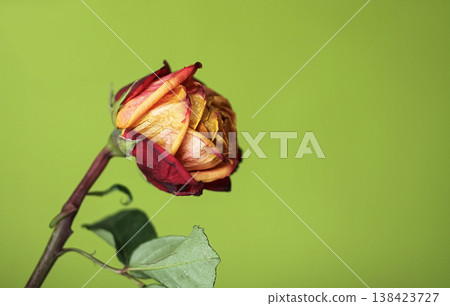 Rose flower on a green wall background. Rose flower on a green wall background. 138423727