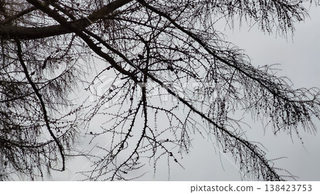 Bare spruce tree branches on a gloomy sky background. Bare spruce tree branches on a gloomy sky background. 138423753