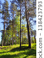 Bright woodland scene with tall spruce trees and soft sun rays filtering through. 138423793