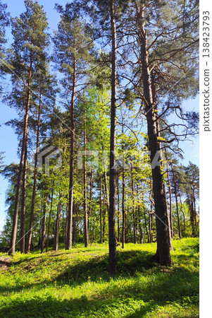 Bright woodland scene with tall spruce trees and soft sun rays filtering through. Bright woodland scene with tall spruce trees and soft sun rays filtering through. 138423793