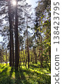 Spring forest with fresh green spruce branches under clear sunlight. 138423795