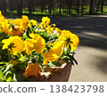 Yellow pansy flowers growing in a potted container as part of urban decor. Perfect for city gardening visuals, spring themes, and decorative design. 138423798