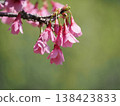 櫻花開始綻放 138423833