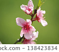 櫻花在淺綠色的背景下盛開。 138423834