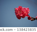 藍天下，一朵木瓜花的特寫。 138423835