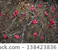 紅木瓜花 138423836