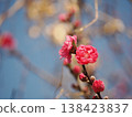 紅色模糊的花朵 138423837
