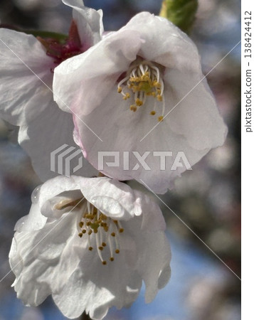 櫻花 櫻花 138424412