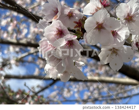 櫻花 櫻花 138424417