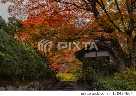 Approach road wrapped in autumn leaves 138424664