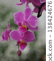 紅紫色蘭花 138424676