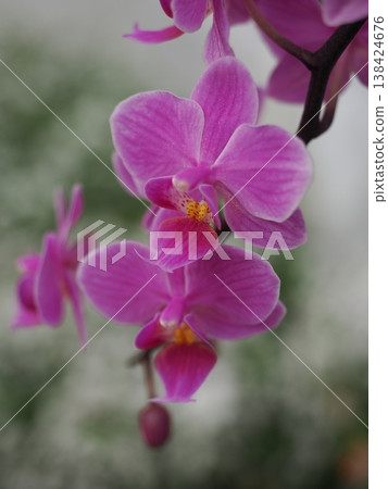 紅紫色蘭花 138424676