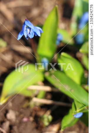 blue flowers on a background of green grass. Scilla, squill 138424776