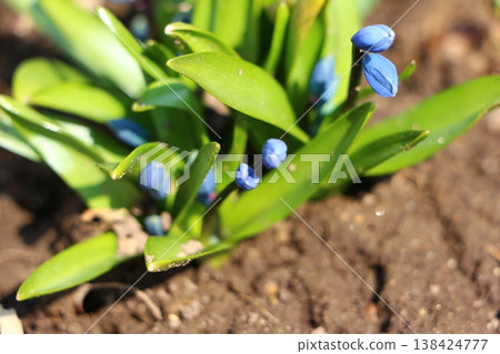 blue snowdrops on the ground. Scilla, squill 138424777