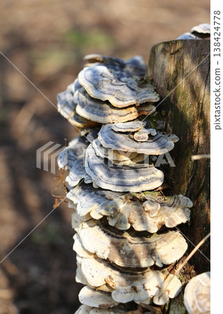 bracket fungi 138424778