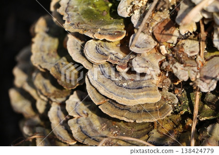 Layered Bracket Fungi Growing on Wood in Nature Layered Bracket Fungi Growing on Wood in Nature 138424779