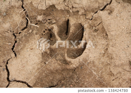 Animal Paw Print in Dry Cracked Mud Animal Paw Print in Dry Cracked Mud 138424780