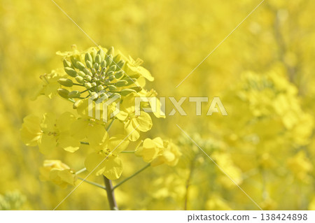 Rape blossoms blooming along the Gojo River (Oguchi Town, Aichi Prefecture) 138424898