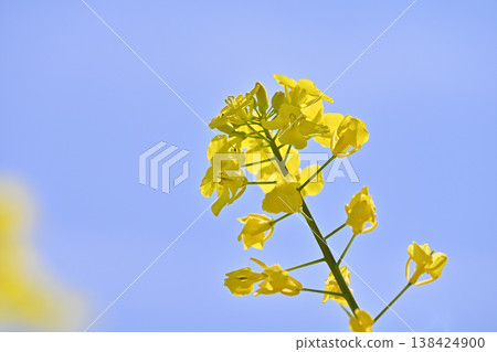 A close-up of rapeseed flowers blooming along the Gojo River (Oguchi Town, Aichi Prefecture) A close-up of rapeseed flowers blooming along the Gojo River (Oguchi Town, Aichi Prefecture) 138424900