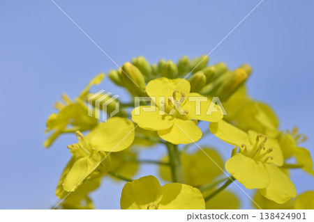 近距離拍攝的五條川沿岸盛開的油菜花（愛知縣小口町） 138424901