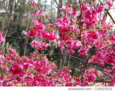 Kanahazakura 138425032