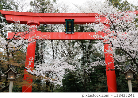 The large torii gate and cherry blossoms of Kanmuri Inari Shrine The large torii gate and cherry blossoms of Kanmuri Inari Shrine 138425241