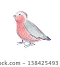Cute crayon color pencils textured hand drawing pink galah parrot bird illustration. Childish australian cockatoo parakeet clipart for kids print design, textile decoration, greeting cards, stickers 138425493