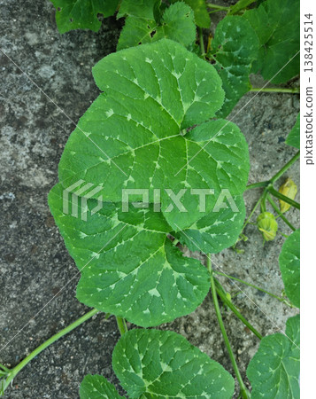 It's a green pumpkin leaf. It's a green pumpkin leaf. 138425514