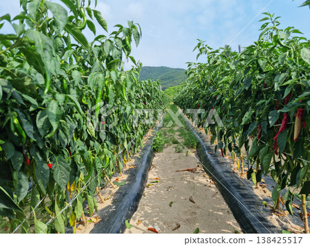 It is a field of red peppers ripening red. It is a field of red peppers ripening red. 138425517