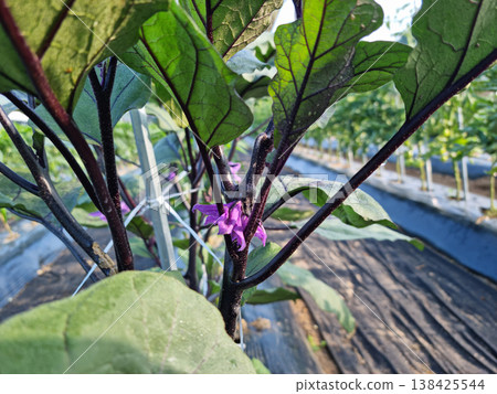 These are the leaves and stems of eggplants planted in the field. These are the leaves and stems of eggplants planted in the field. 138425544