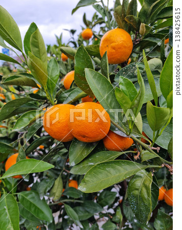 These are ripe Jeju Island tangerines. 138425615