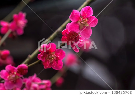 260401 Hida Tenmangu Shrine m050 138425708