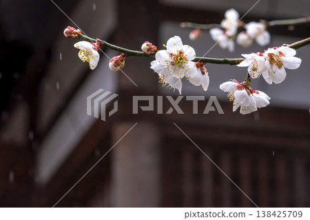 260401 Hida Tenmangu Shrine m051 138425709