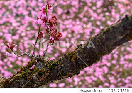 260401 Hida Tenmangu Shrine m075 138425726