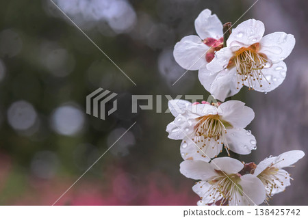 260401 Hida Tenmangu Shrine m096 138425742