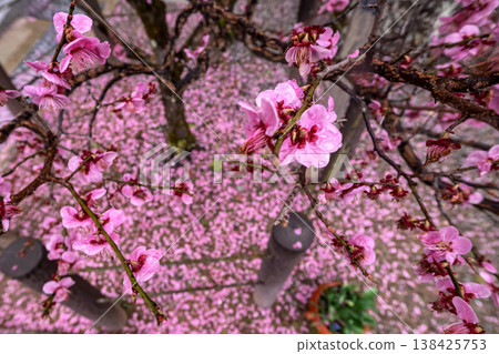 260401 Hida Tenmangu Shrine s127 138425753