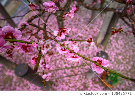 260401 Hida Tenmangu Shrine s163 138425771