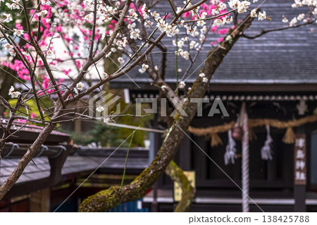 260401 Hida Tenmangu Shrine z018 260401 Hida Tenmangu Shrine z018 138425788